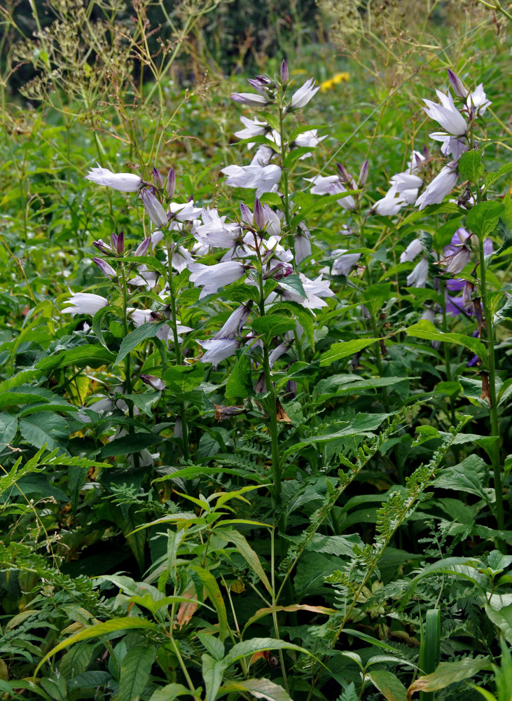 Image of Campanula latifolia specimen.