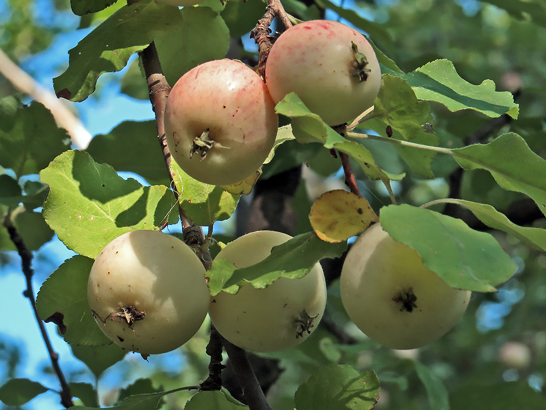 Image of genus Malus specimen.