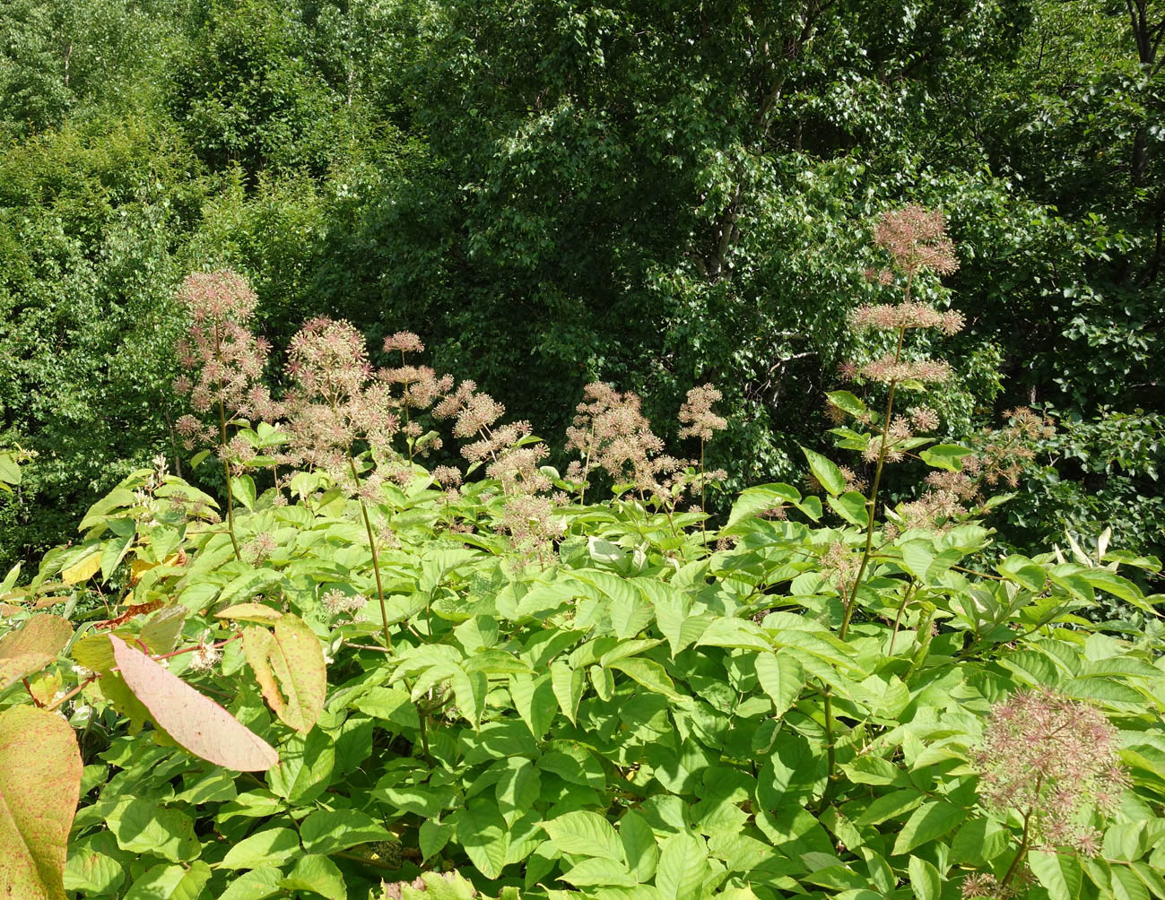 Image of Aralia cordata specimen.