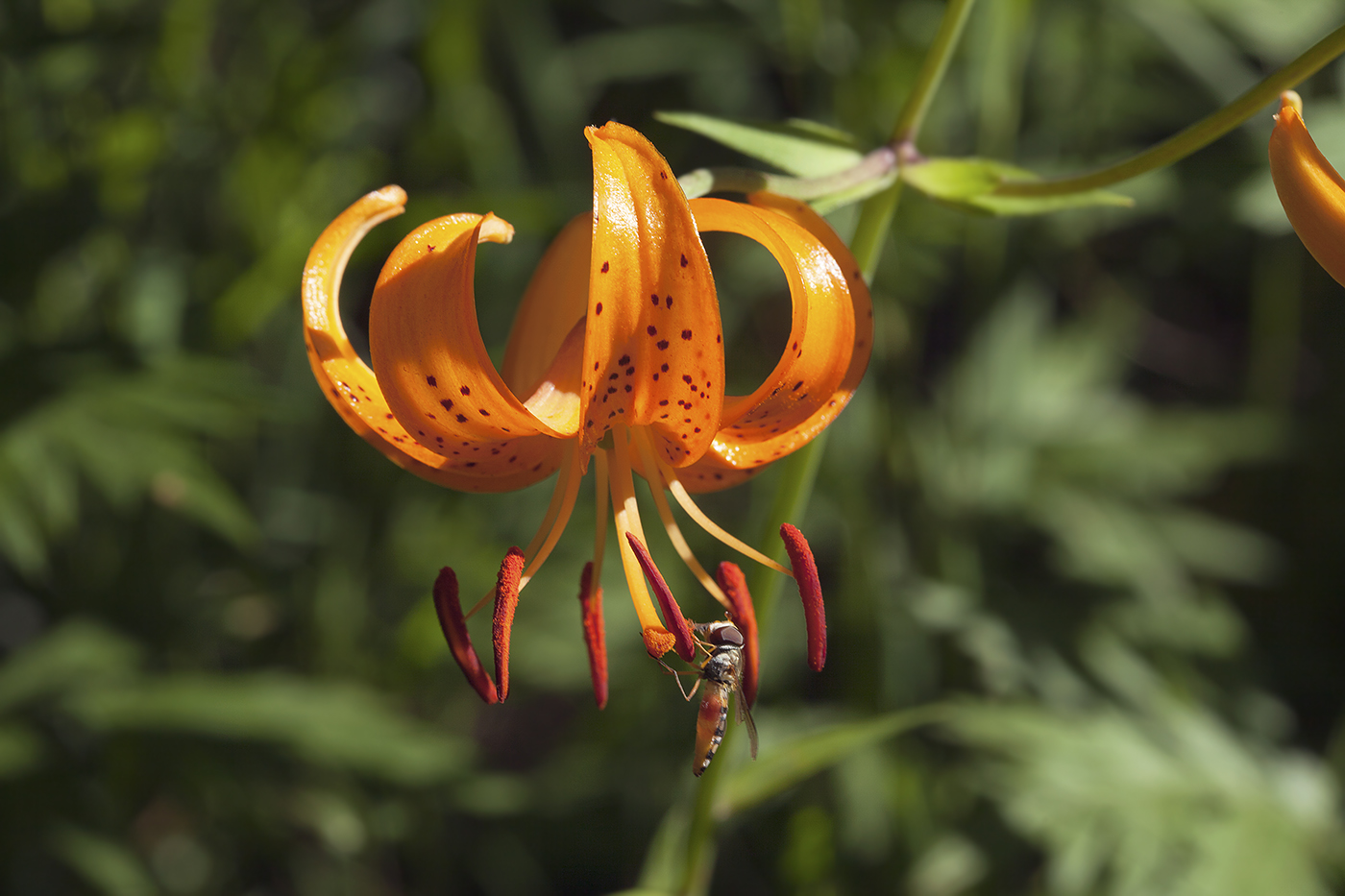 Image of Lilium debile specimen.