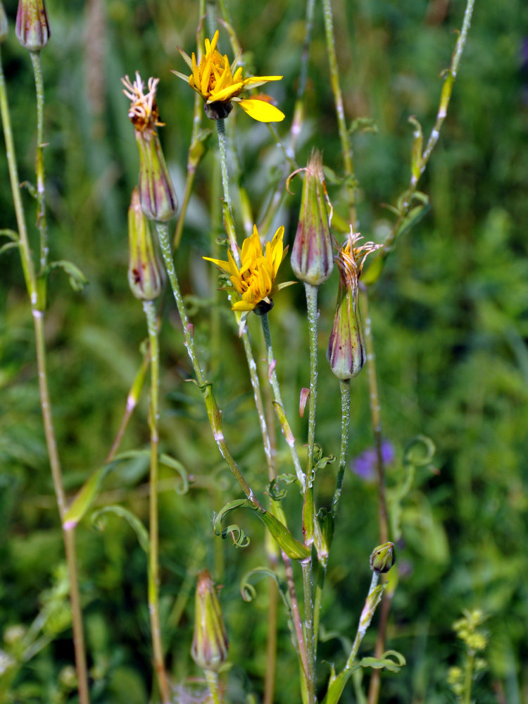 Изображение особи род Tragopogon.