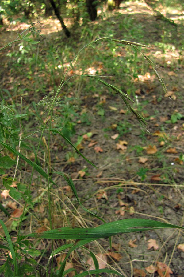 Image of Brachypodium sylvaticum specimen.