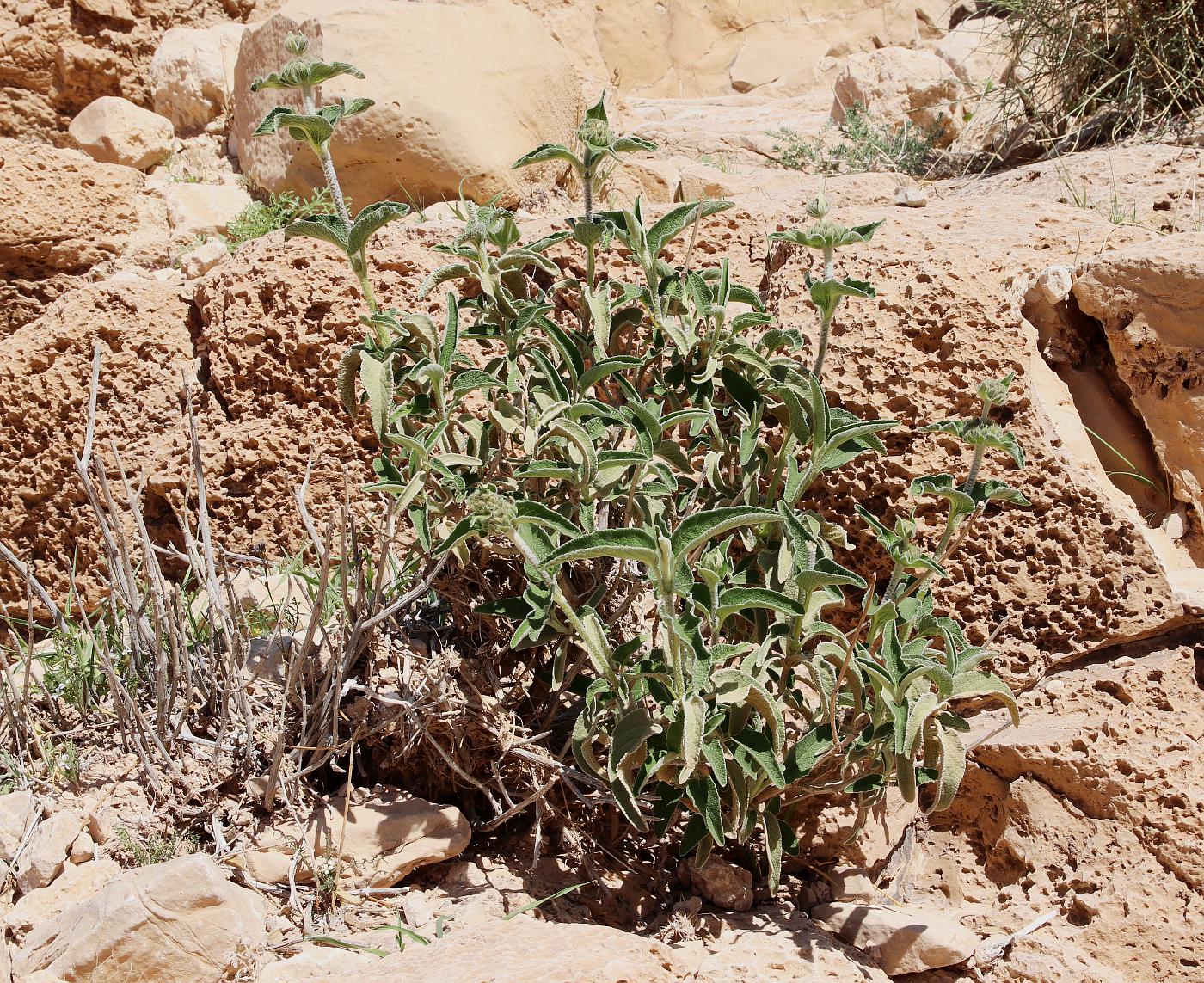 Image of Phlomis platystegia specimen.