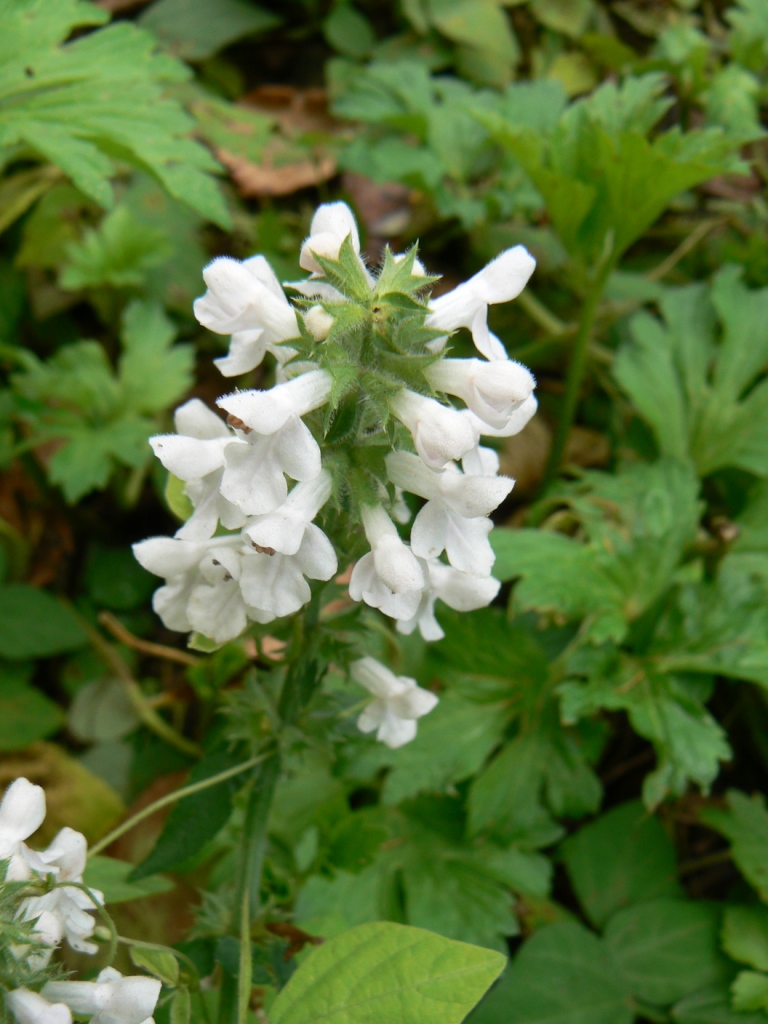 Изображение особи Stachys annua.