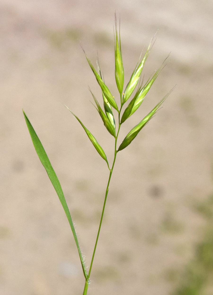 Image of Bromus scoparius specimen.