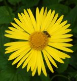 genus Doronicum. Соцветие с фуражирующей пчелой. Подмосковье, г. Одинцово, в культуре. Май 2020 г.