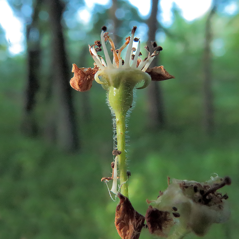 Изображение особи Crataegus ambigua.