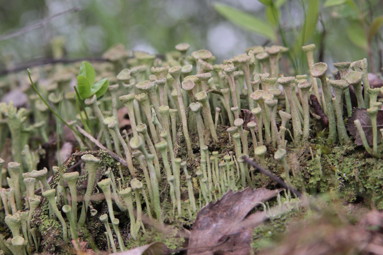 Изображение особи род Cladonia.