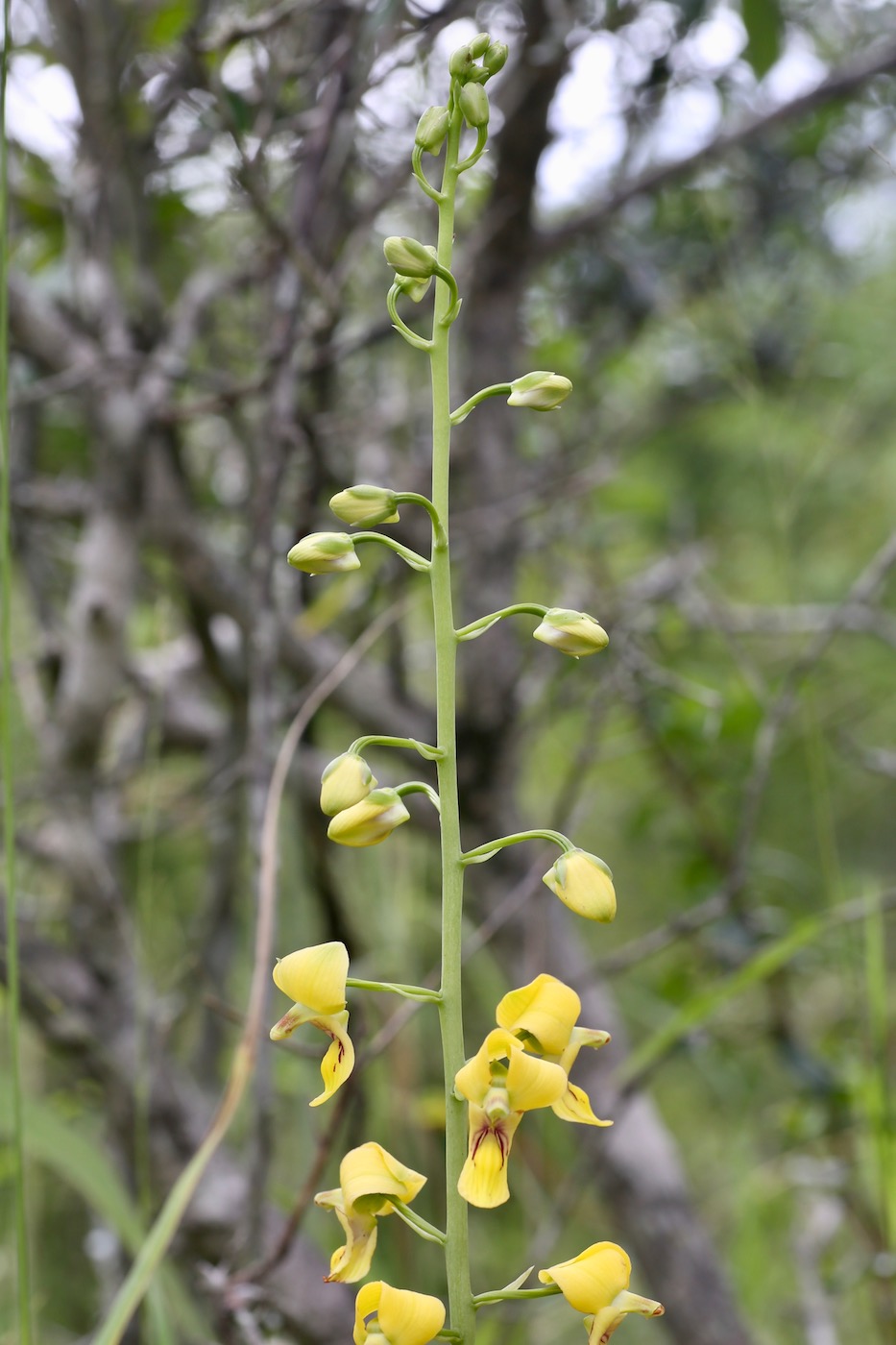 Изображение особи Eulophia speciosa.