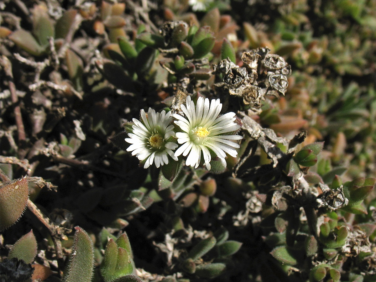 Image of familia Aizoaceae specimen.