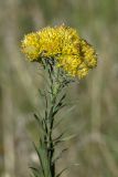 Galatella biflora