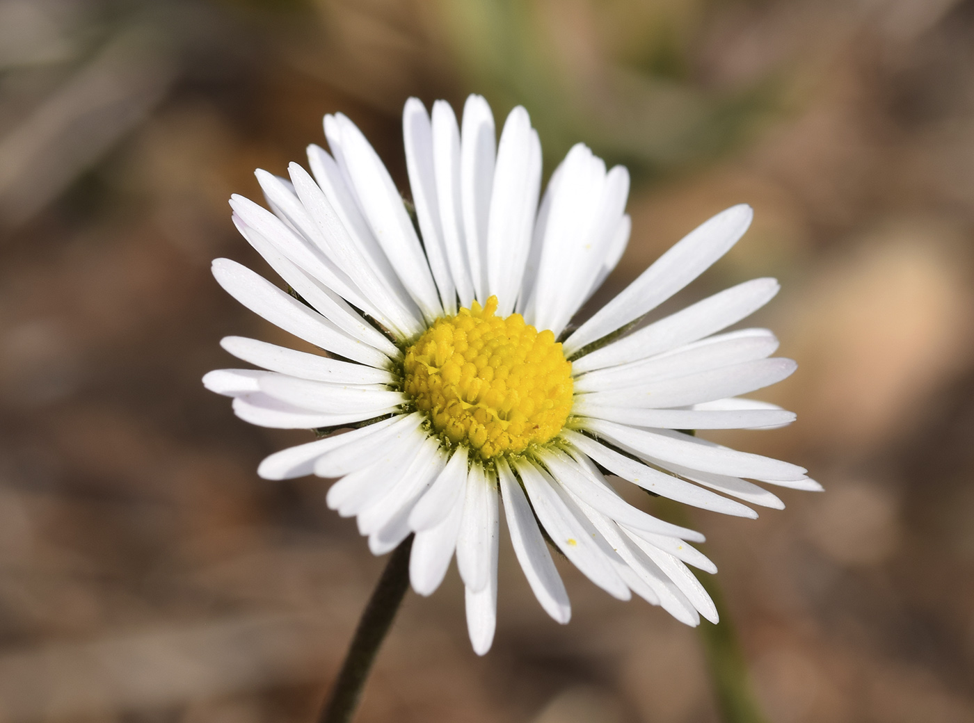 Image of Bellis sylvestris specimen.