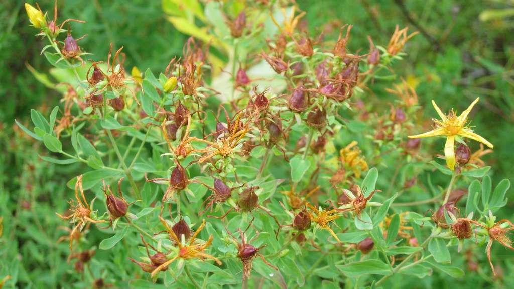 Image of Hypericum kamtschaticum specimen.