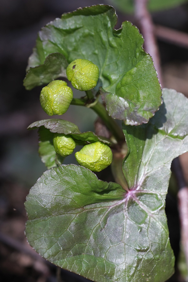 Image of Caltha palustris specimen.