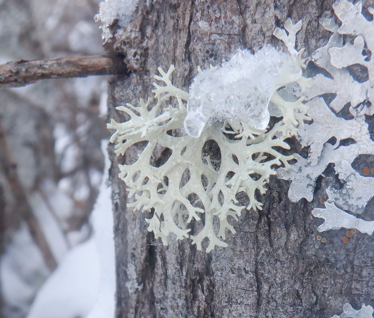 Изображение особи Pseudevernia furfuracea.