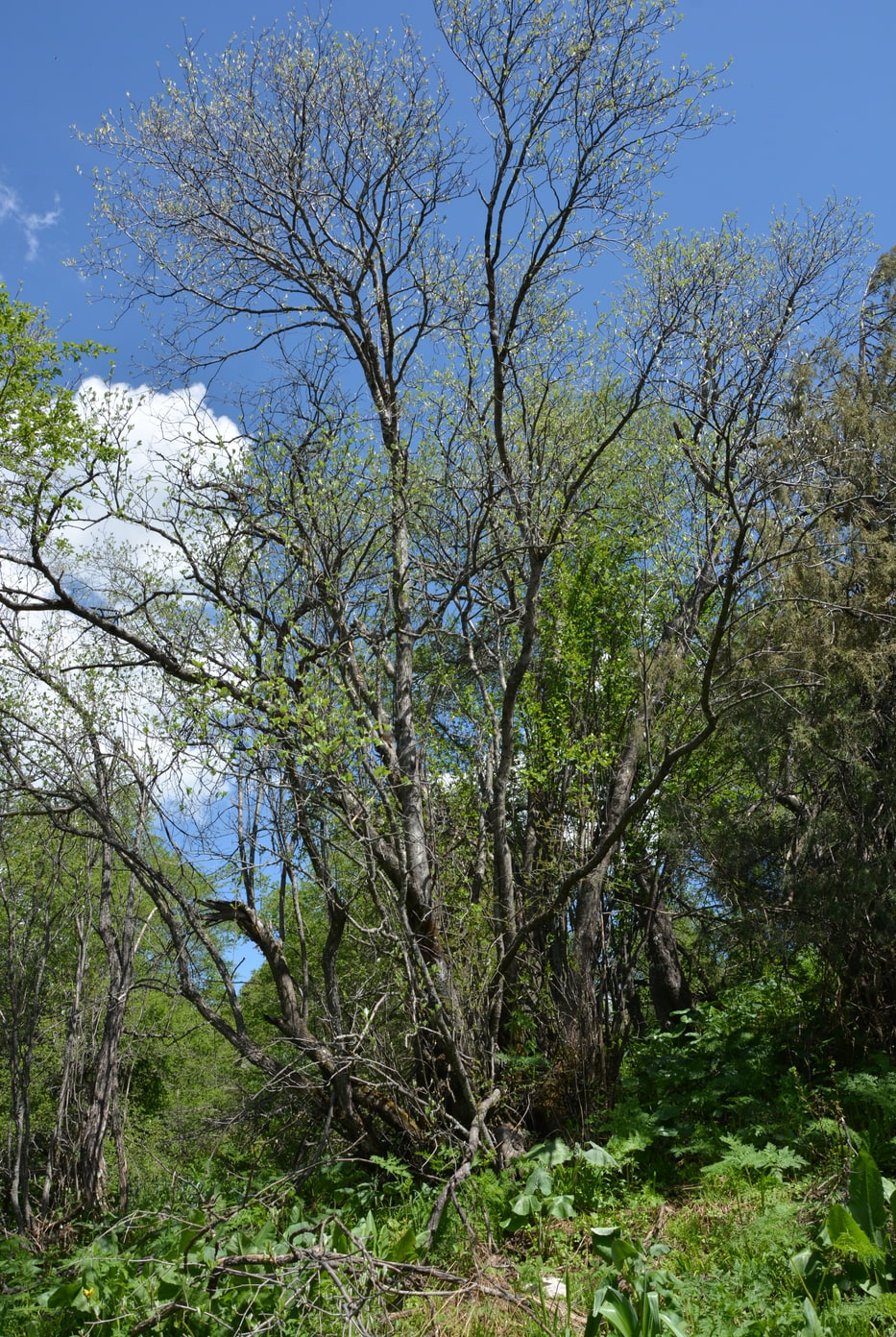 Image of Sorbus persica specimen.