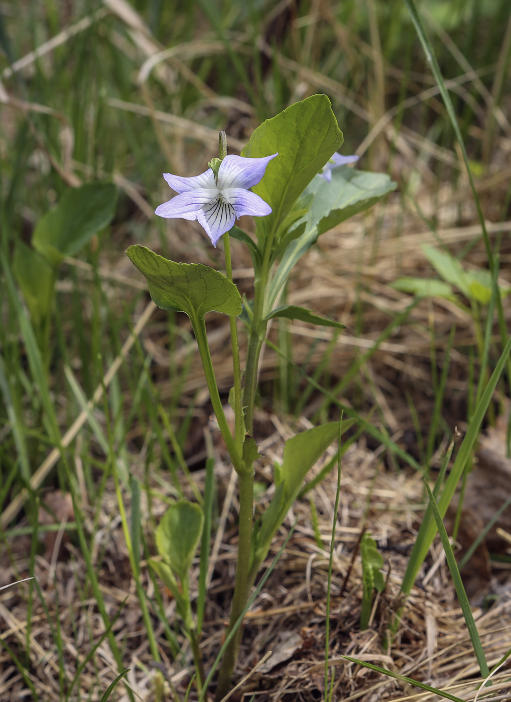 Image of Viola ruppii specimen.