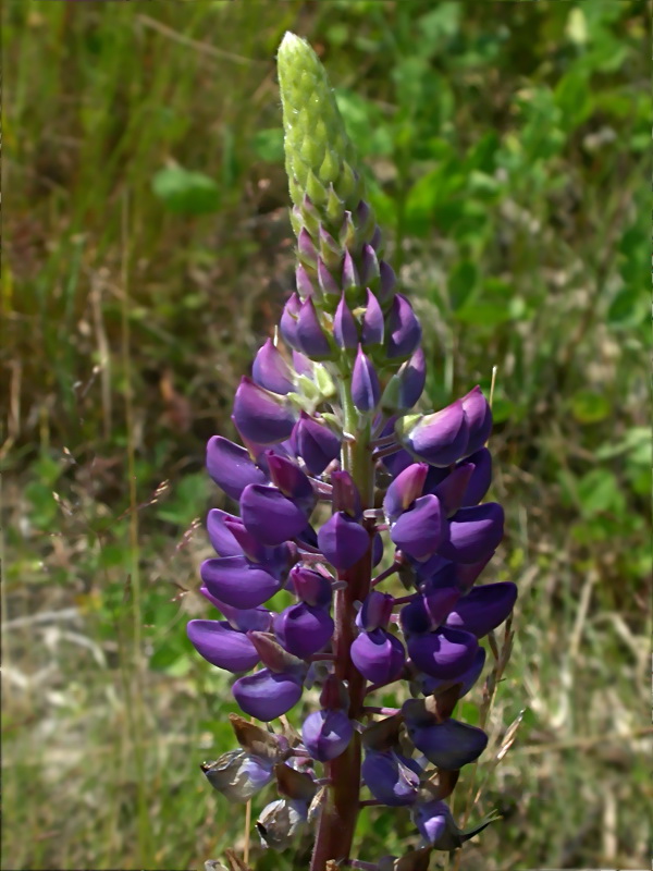 Изображение особи Lupinus &times; regalis.