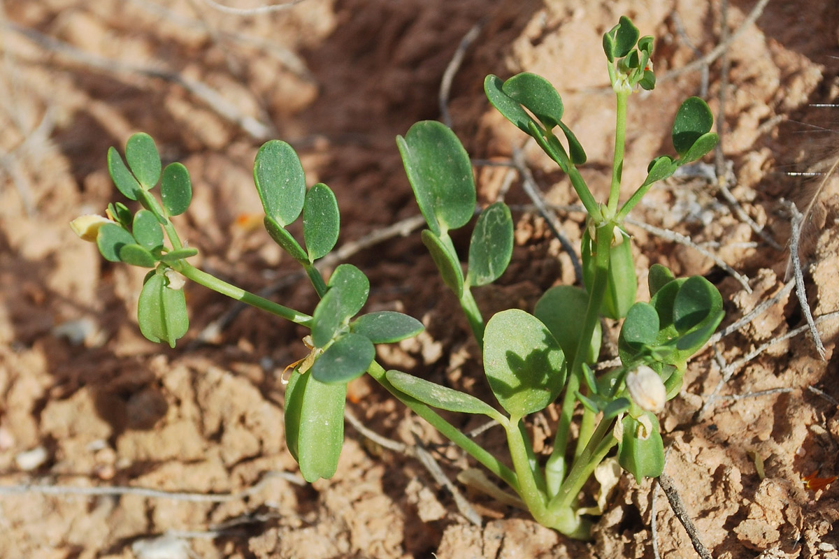 Изображение особи Zygophyllum lehmannianum.