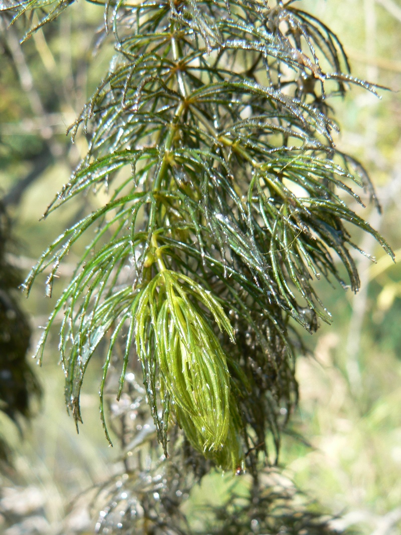 Image of Ceratophyllum demersum specimen.