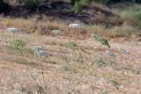 Daucus carota. Верхушки цветущих растений. Израиль, лес Бен-Шемен. 06.06.2020.