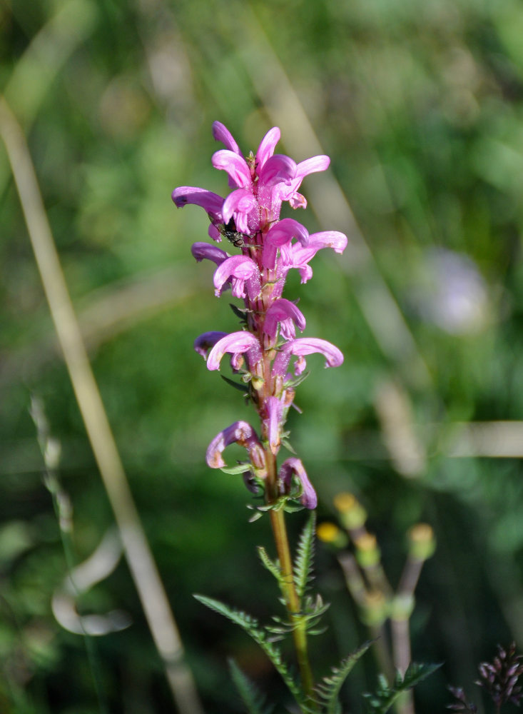 Изображение особи Pedicularis elata.