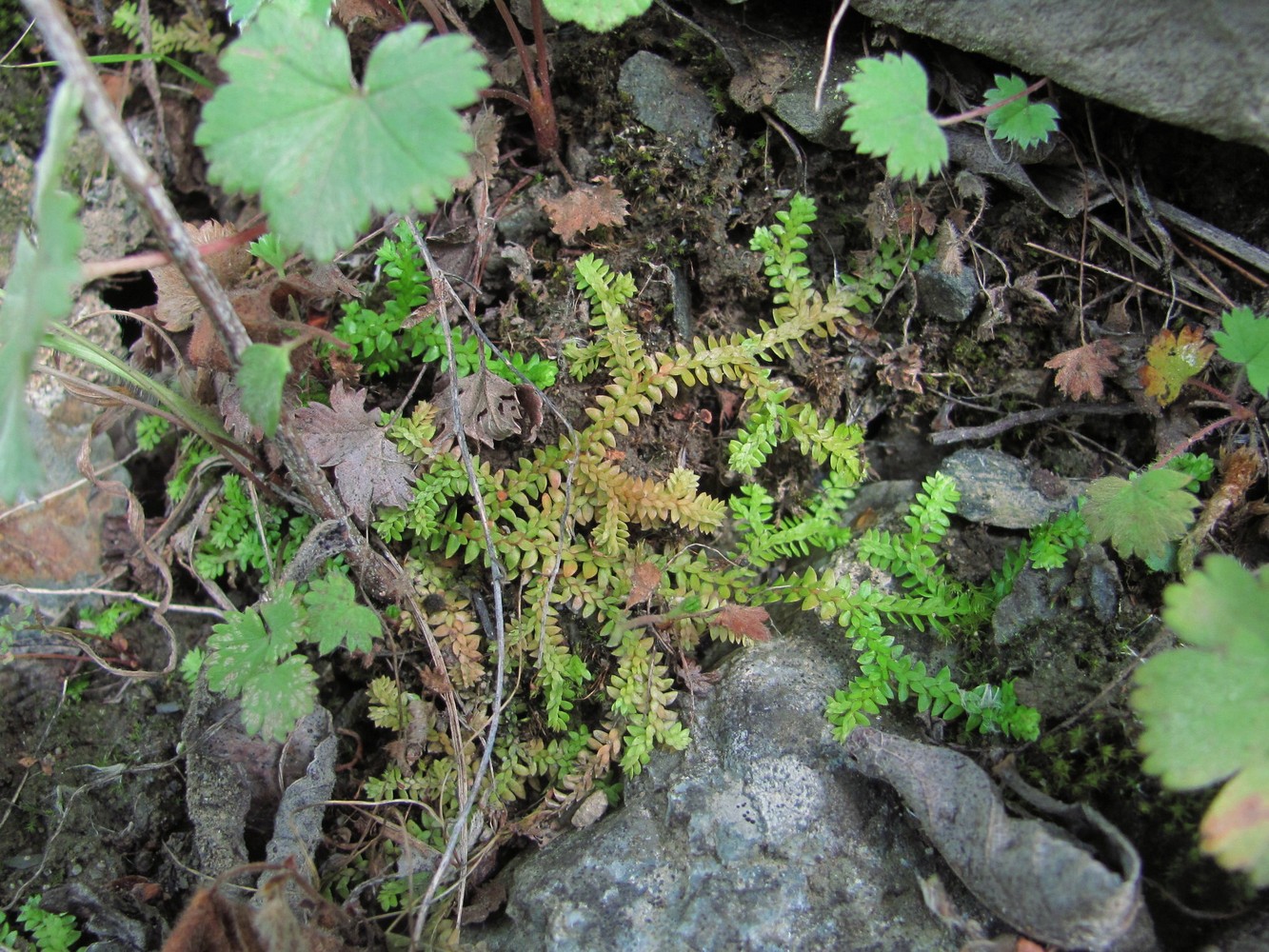 Image of Selaginella helvetica specimen.