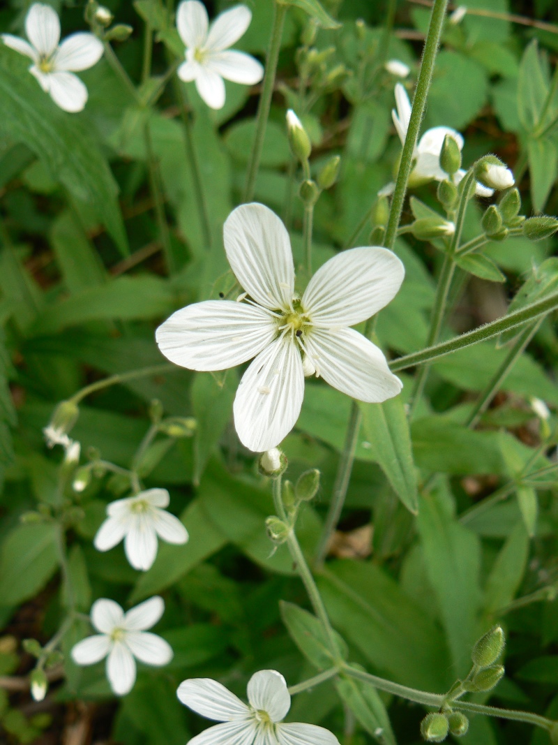 Изображение особи Cerastium pauciflorum.