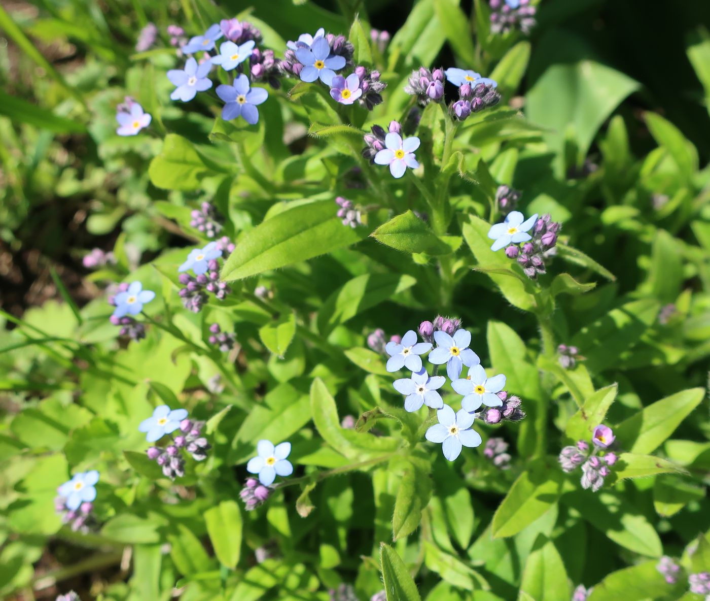 Image of Myosotis sylvatica specimen.