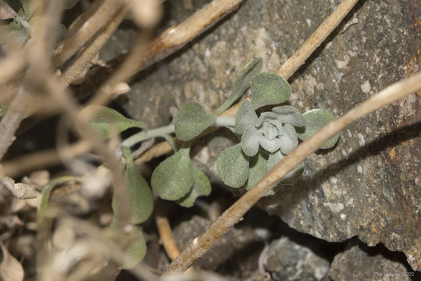 Image of Odontarrhena borzaeana specimen.