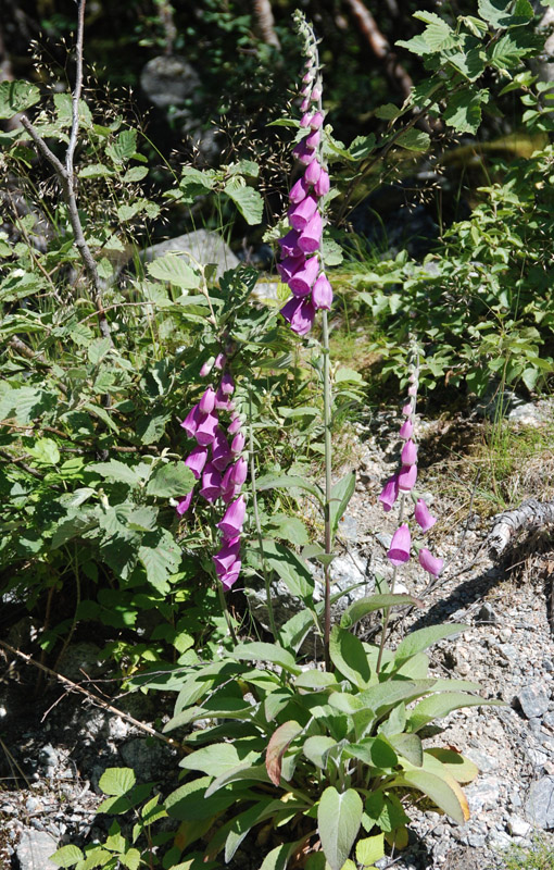 Image of Digitalis purpurea specimen.