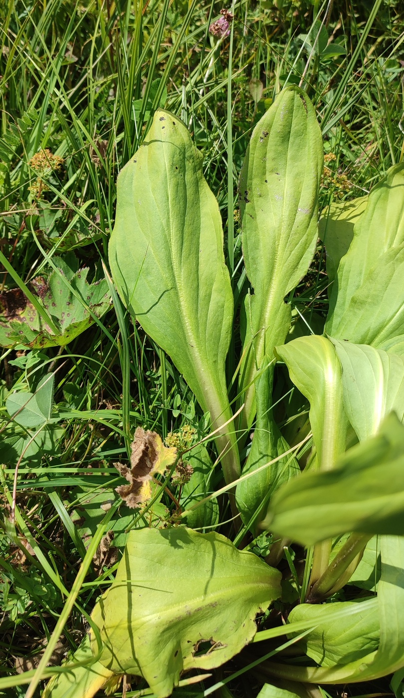 Image of Swertia connata specimen.