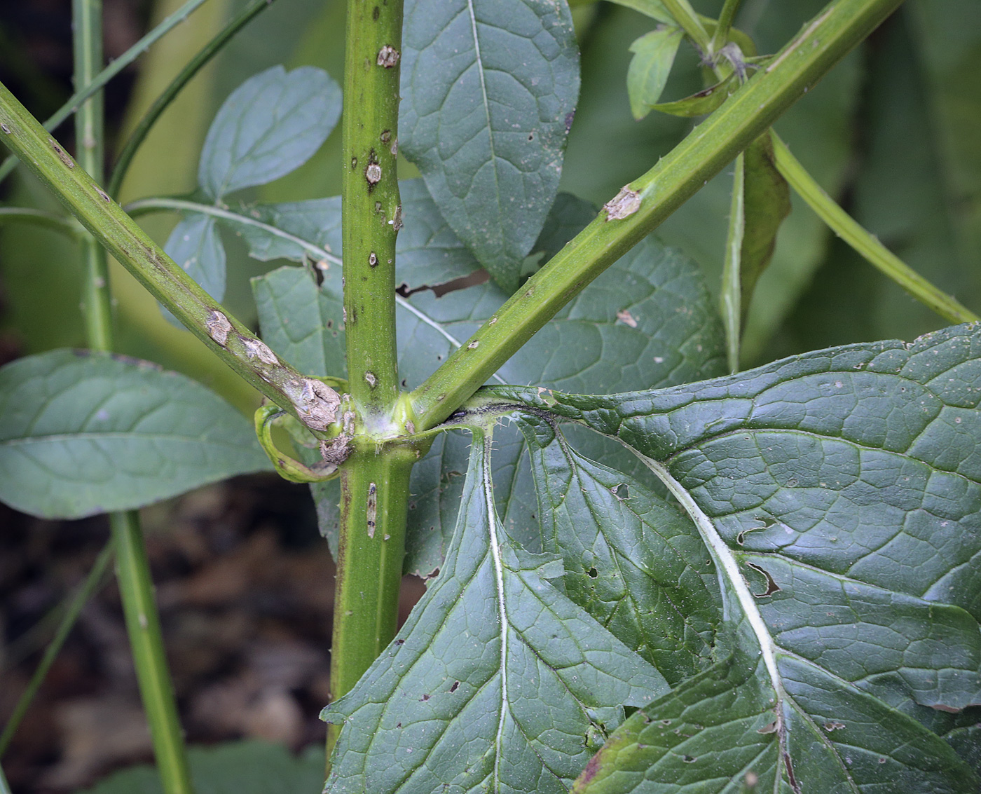 Image of Dipsacus pilosus specimen.