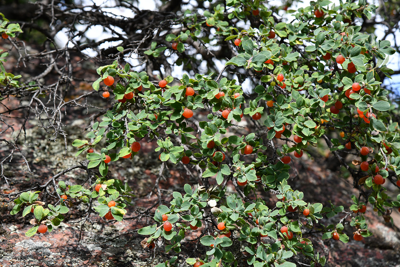 Изображение особи Lonicera microphylla.