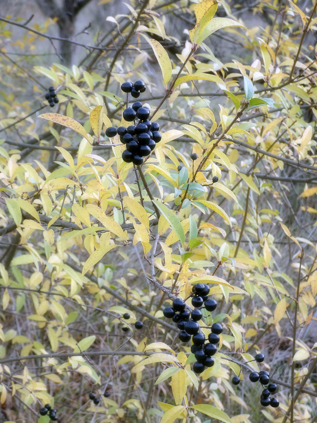 Image of Ligustrum vulgare specimen.