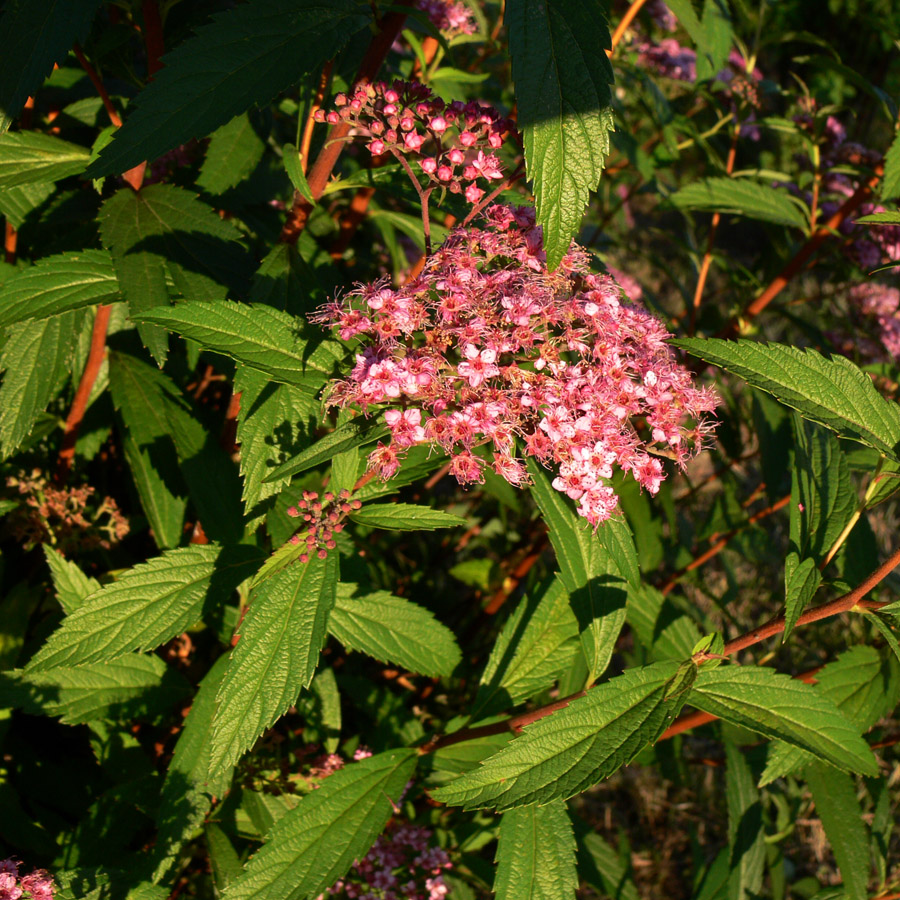 Image of Spiraea japonica specimen.