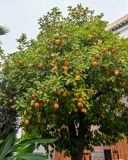 Citrus sinensis. Крона плодоносящего дерева. Марокко, обл. Марракеш - Сафи, г. Марракеш, в культуре. 31.12.2022.