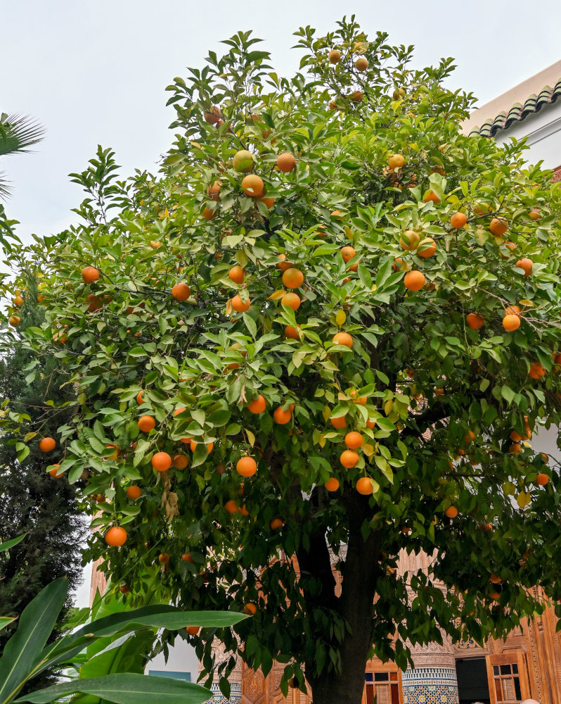 Изображение особи Citrus sinensis.