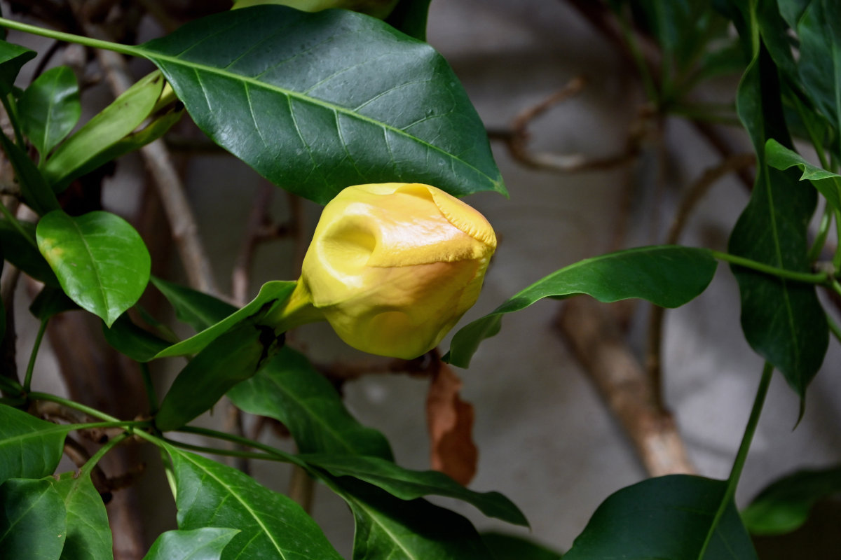 Image of Solandra maxima specimen.