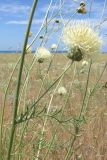 Rhaponticoides taliewii. Цветущее растение. Крым, зап. побережье, мыс Лукул. 1 июля 2010 г.