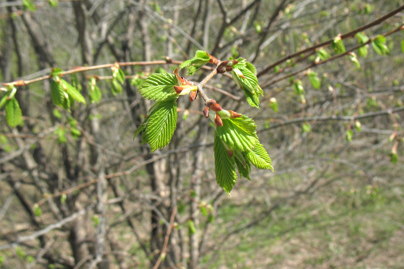 Image of Ulmus glabra specimen.