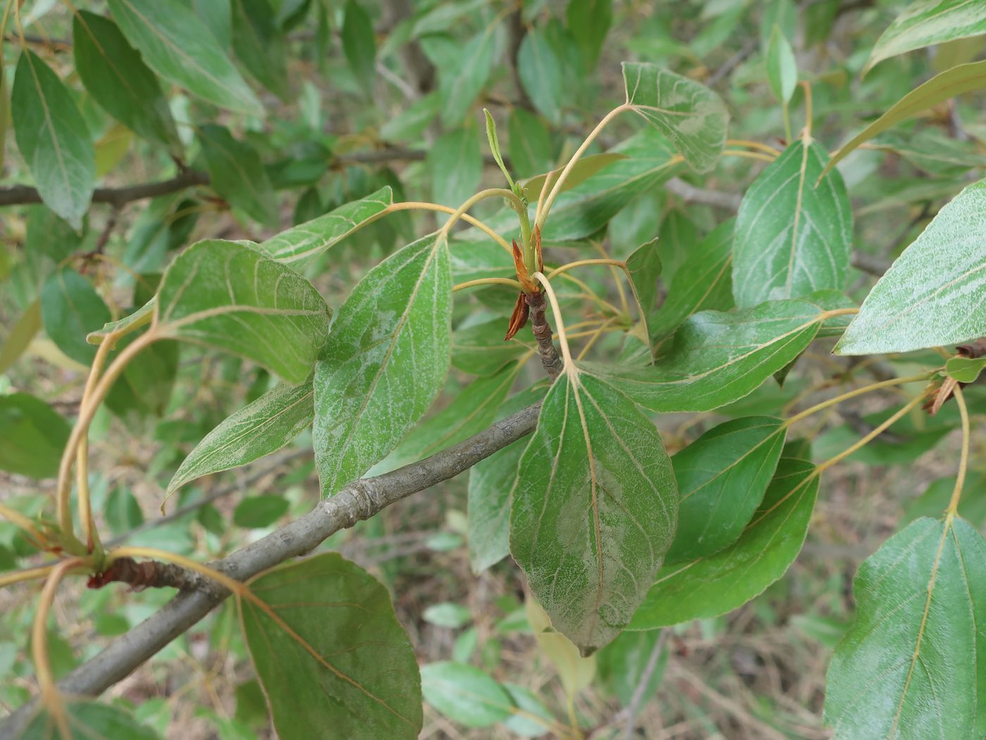 Image of Populus longifolia specimen.