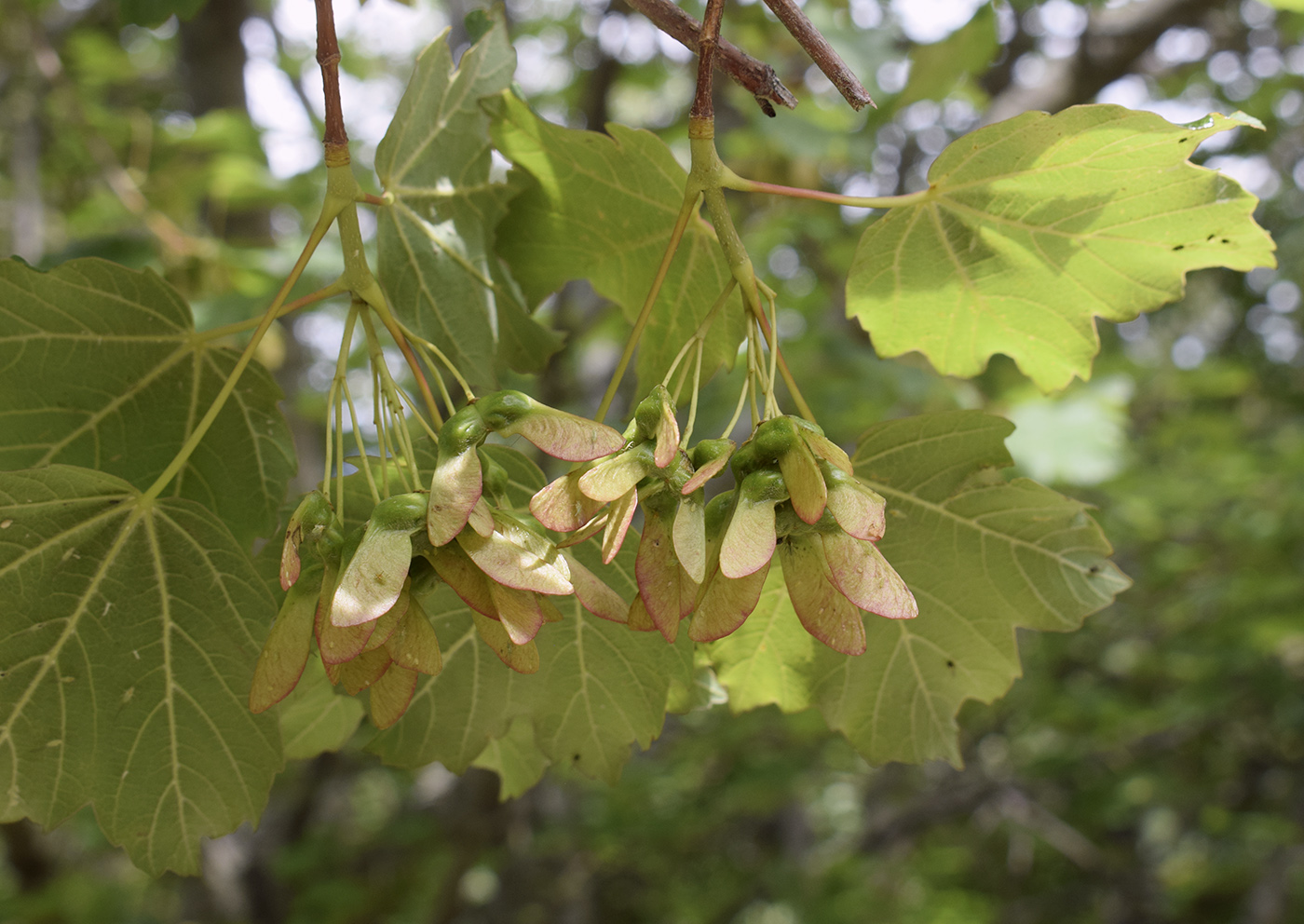 Image of Acer opalus specimen.