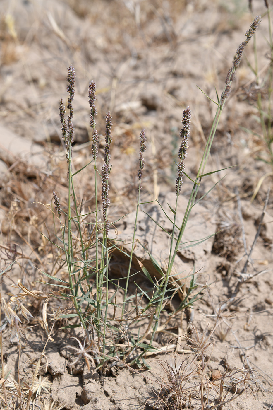 Image of Aeluropus pungens specimen.