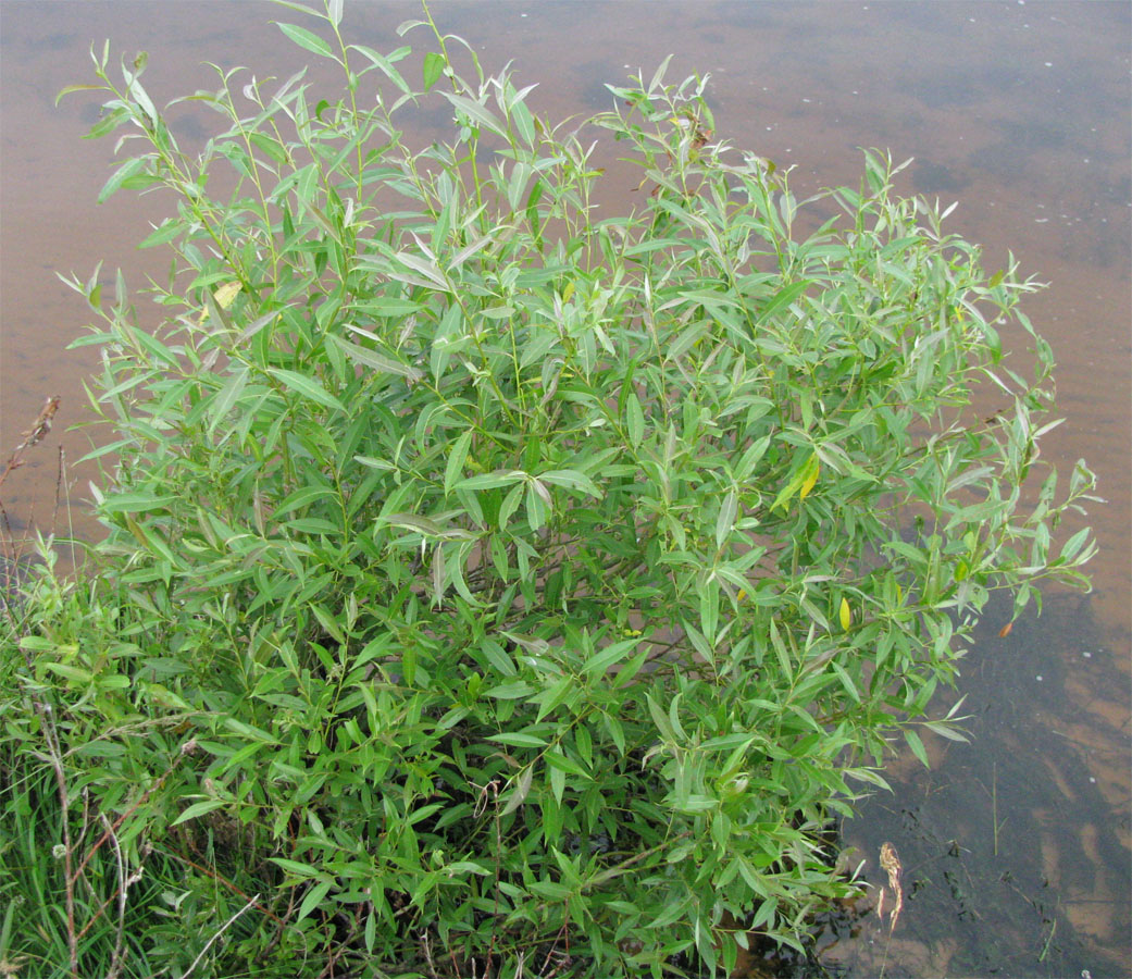 Image of Salix &times; alopecuroides specimen.