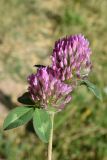 Trifolium pratense. Соцветия и листья. Узбекистан, Кашкадарьинская обл., Китабский р-н, Китабский Государственный геологический заповедник, высота около 1300 м н.у.м., глинистый склон. 22.07.2023.