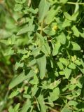 Hypericum maculatum