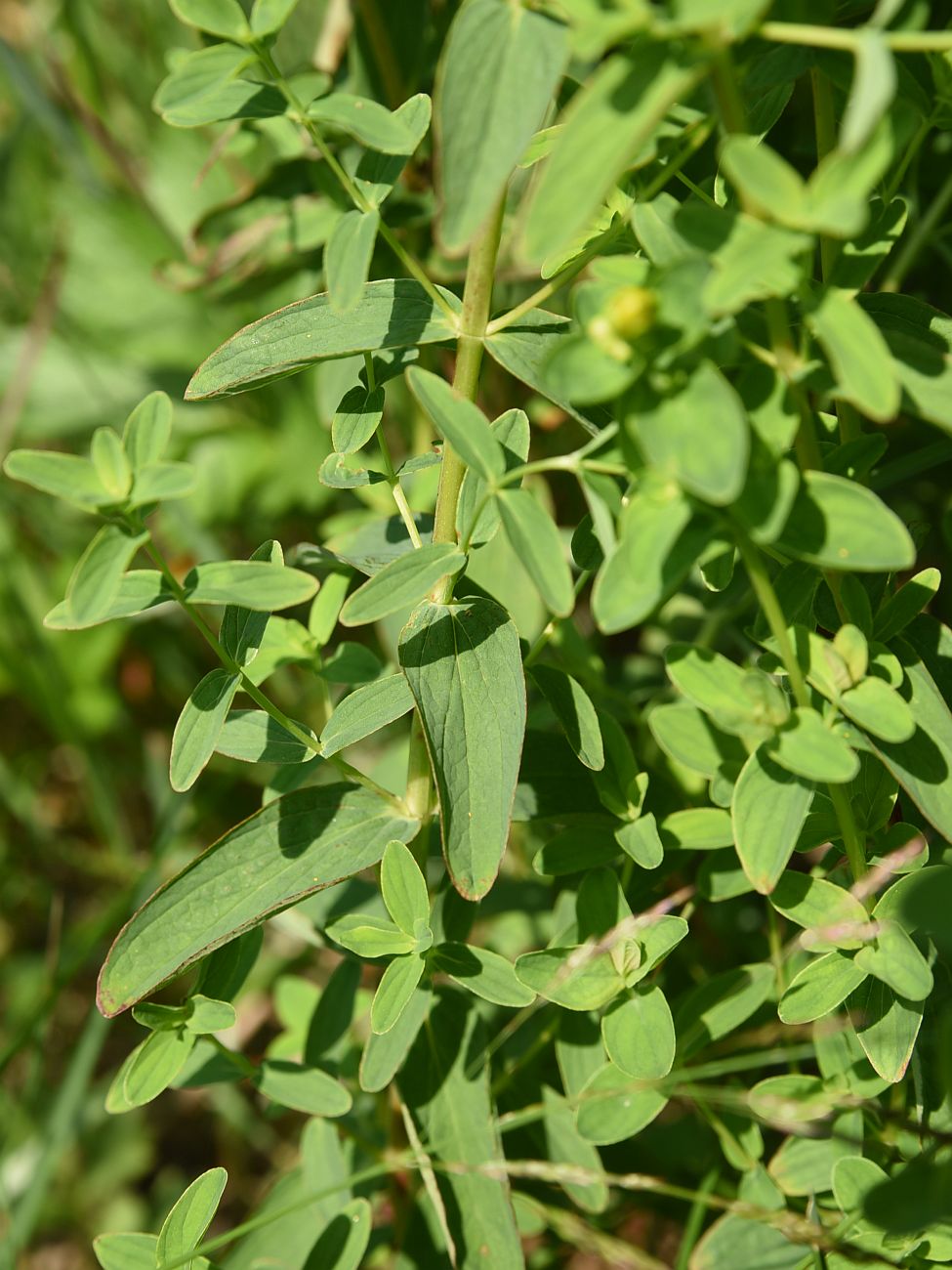 Image of Hypericum maculatum specimen.