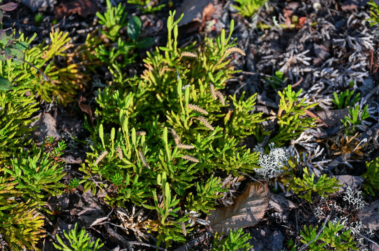 Image of Diphasiastrum complanatum specimen.