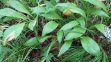 View full-size image Allium ochotense
